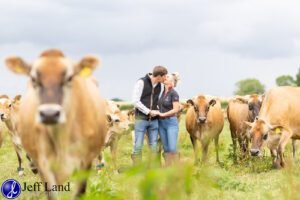 Pre Wedding Shoot with cows
