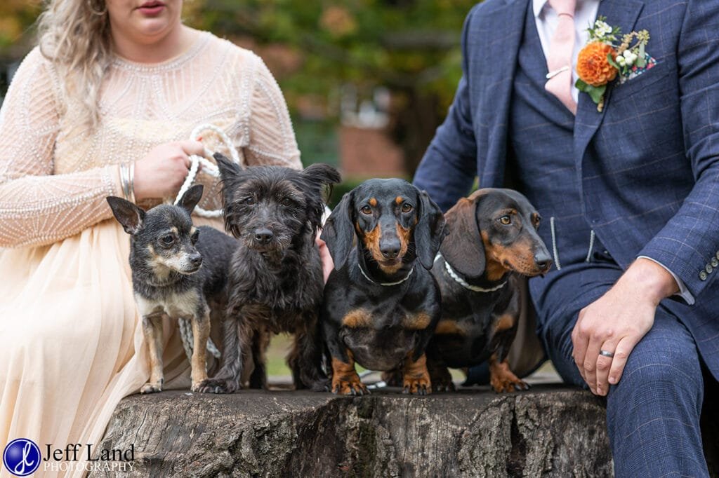 Wedding Photo with Dogs Stratford upon Avon