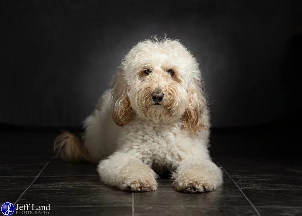 Winnie the Cockapoo Pet Portrait Photographer Stratford upon Avon